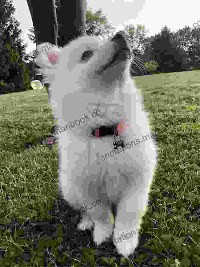 A Photo Of An American Eskimo Dog Playing Fetch With A Child, Showcasing Its Playful And Affectionate Nature A Photo Essay On American Eskimo Dogs