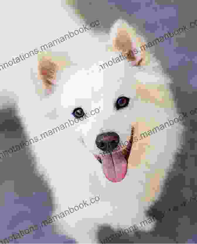 A Photo Of An American Eskimo Dog Receiving A Checkup From A Veterinarian A Photo Essay On American Eskimo Dogs