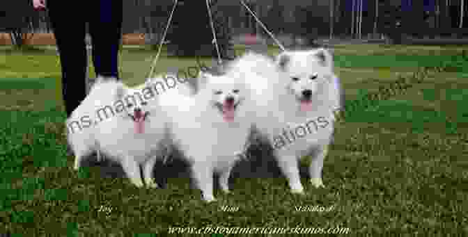 A Photo Of The Three Size Varieties Of American Eskimo Dogs Standing Side By Side: Toy, Miniature, And Standard A Photo Essay On American Eskimo Dogs