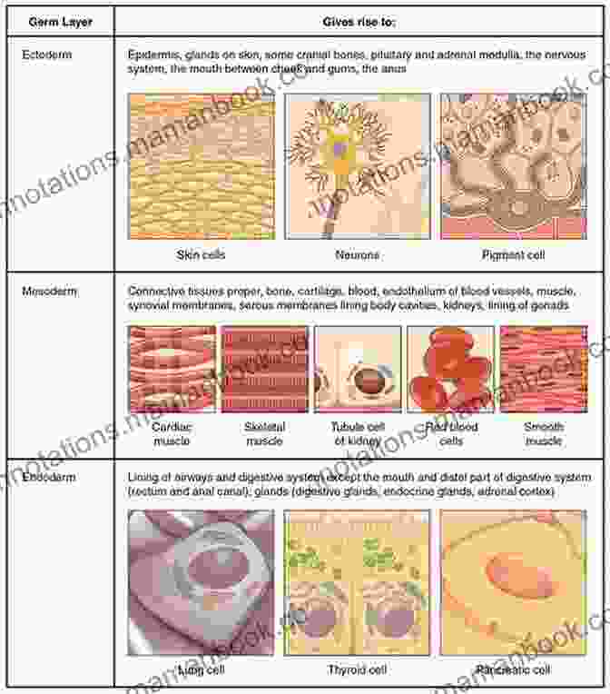 Artistic Representation Of Cells Working In Harmony, Forming The Tissues And Organs That Make Up Living Organisms. The Miracle Of The Cell (Privileged Species Series)