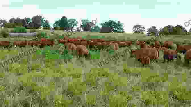 Cattle Grazing Peacefully On The Preserved Rangelands Of The 71 Quarter Circle Ranch The 71 Quarter Circle Ranch Headquarters: A Report