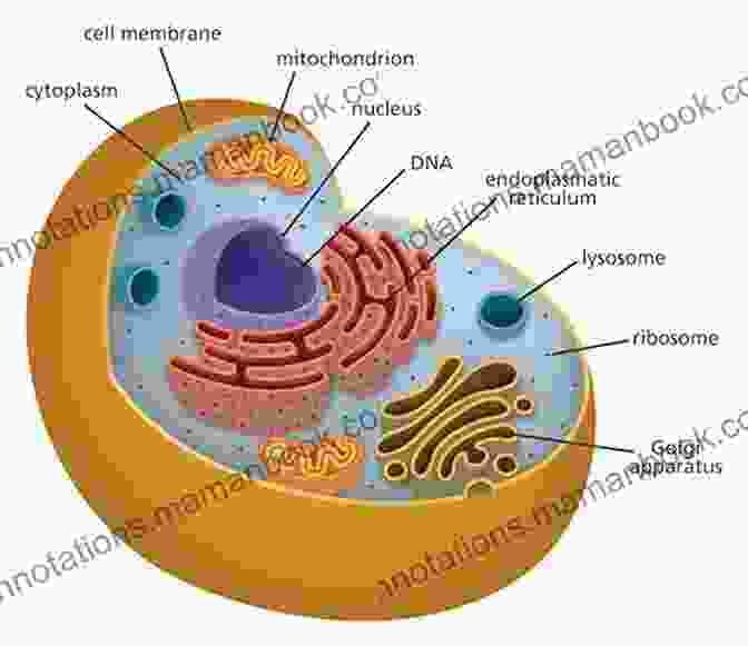 Close Up View Of A Human Cell, Highlighting Its Nucleus, Mitochondria, And Other Vital Components. The Miracle Of The Cell (Privileged Species Series)