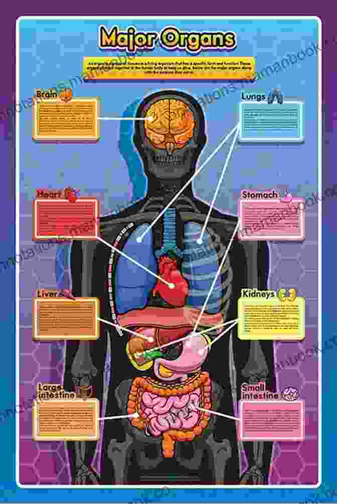 Detailed Diagram Of The Human Anatomy, Showcasing The Major Organs, Systems, And Their Functions. Doctor S Guide To Healthy Living