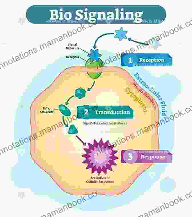 Diagram Depicting The Complex Network Of Communication Pathways Between Cells, Allowing Them To Exchange Signals And Coordinate Their Activities. The Miracle Of The Cell (Privileged Species Series)