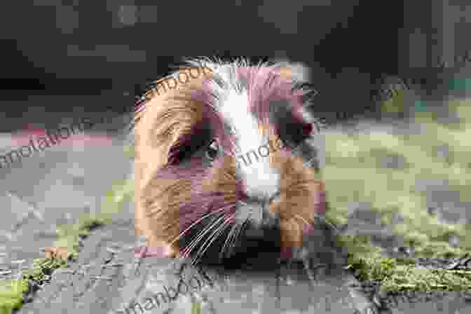 Guinea Pig Sitting On A Bed Of Hay, With A Water Bottle And Food Bowl Nearby GUINEA PIGS CARE GUIDE: The Definitive Guide To Raising And Caring For Your Guinea Pig With Great Skills Tips And Techniques