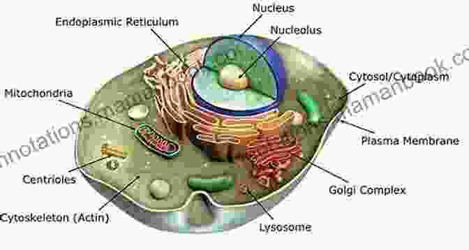 Microscopic View Of A Living Cell, Showcasing Its Intricate Organelles And Structures. The Miracle Of The Cell (Privileged Species Series)